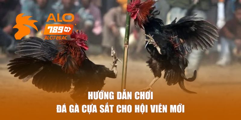 Hướng dẫn chơi đá gà cựa sắt cho hội viên mới