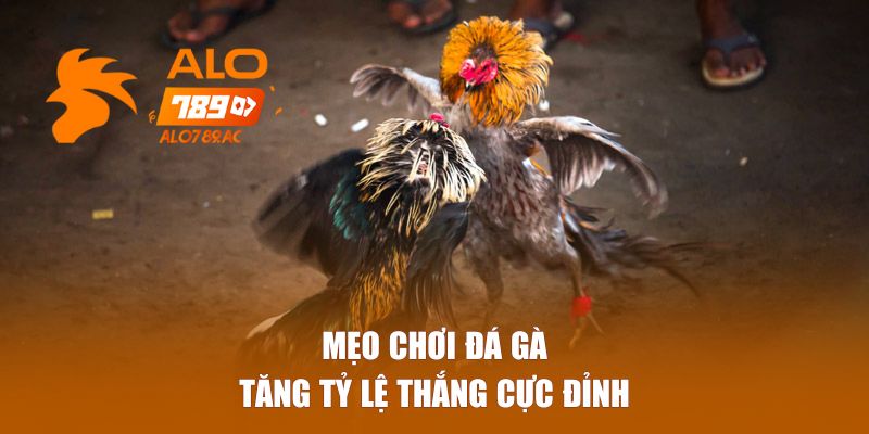 Mẹo chơi đá gà tăng tỷ lệ thắng cực đỉnh