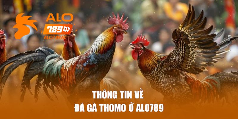 Thông tin về đá gà Thomo ở Alo789